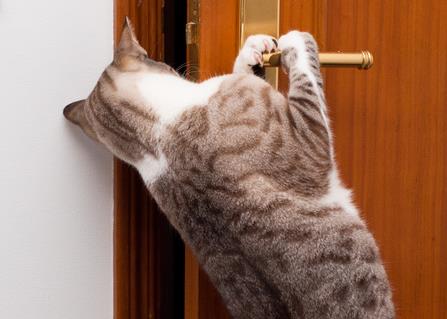 how to stop a cat from scratching bedroom door at night