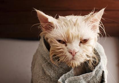 Image result for how to bathe your cat