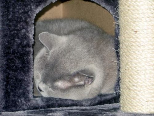 Bella napping on her cat tree