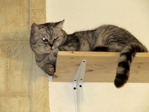 Leo on a cat shelf