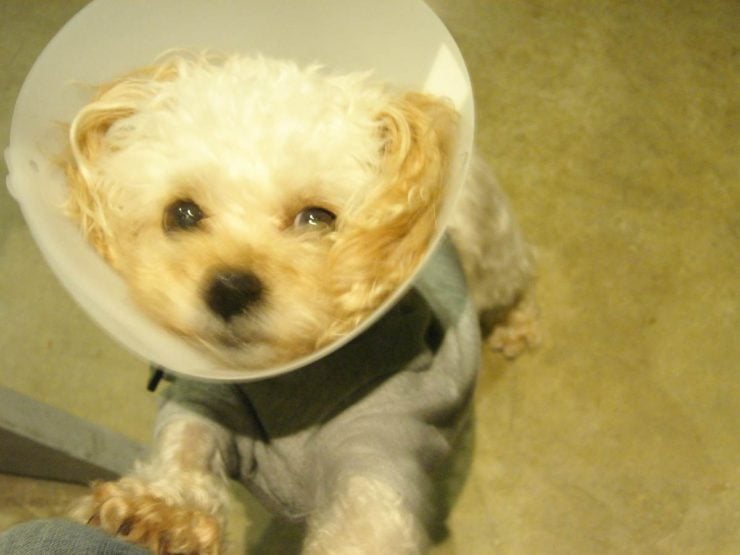a dog after the surgery wearing e-collar