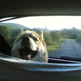 Dog driving for a walk