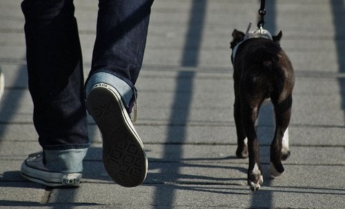 Taking dog on a walk may solve behavior problems