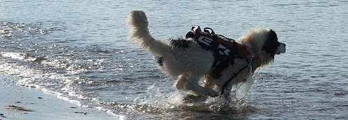 Dog entering water