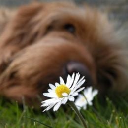 dog and a daisy