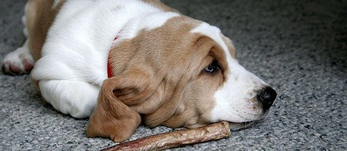 female dog in heat whining