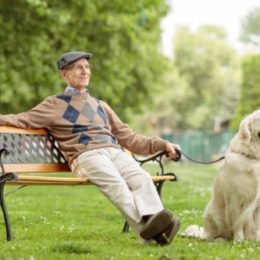 old man sitting with a dog on a bench in park when her heat is finally over