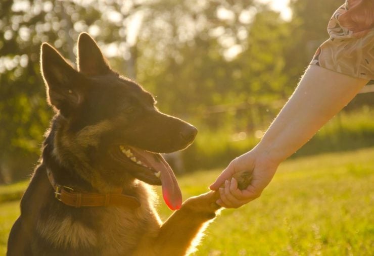 German shepherd giving its paw to its human (in the golden rays of sunlight at the sunset)