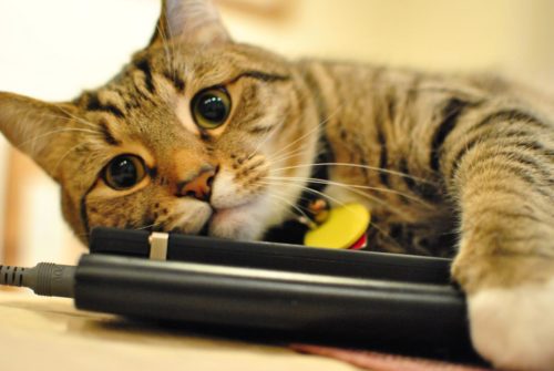 a bored indoor cat hugging a laptop