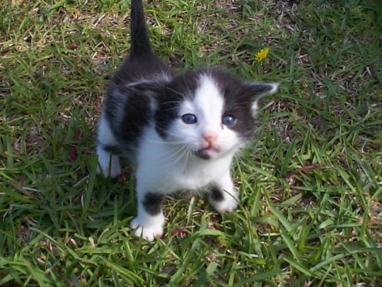 A kitten at an age to start a litter training
