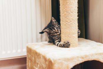 Feisty little tabby kitten testing out its claws on its brand new rope scratching post indoors at home