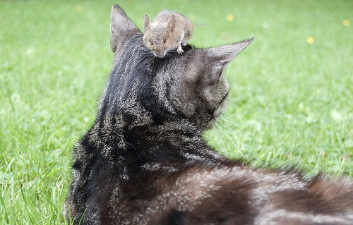 Mouse sitting on a cat«'s head.