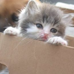 buying a kitten from cardboard box