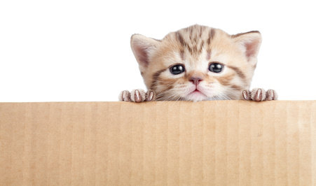 A kitten peeking over a cardboard box seemingly asking, "Aren't I too young to leave my mommy?"