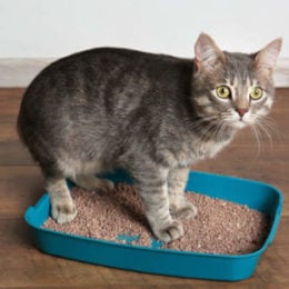 cat in a litter box with too small dimensions