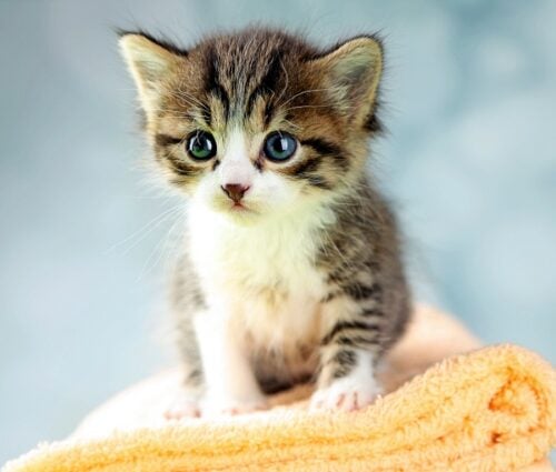 A grey and white kitten with blue eyes sitting on a yellow towel, looking a little apprehensive as they are in a new home