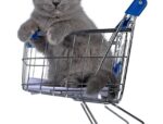 How to Choose Kitten Essentials For Your New Cat