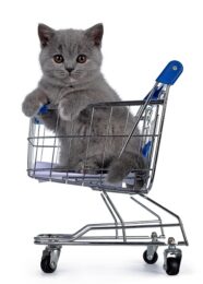 Gray kitten sitting in a small shopping cart