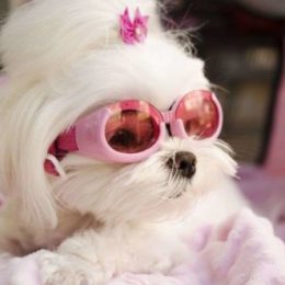 female dog in heat wearing pink glasses