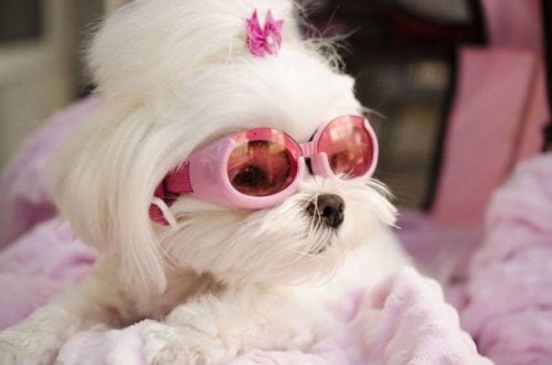 female dog in heat wearing pink glasses