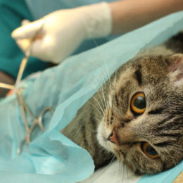 Spaying of a female cat