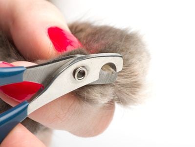 How to trim your cat's claws