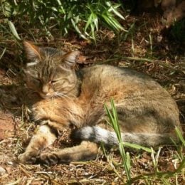 African wildcat - closest relative to a domestic cat