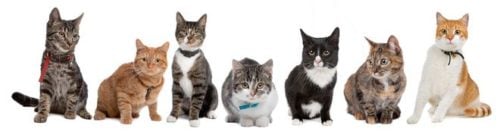 Group of several cat breeds