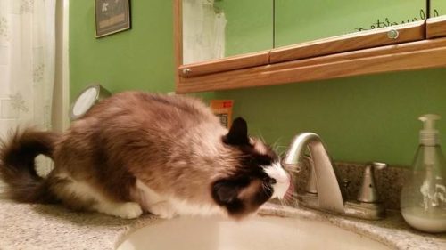cat drinks water form the running tap