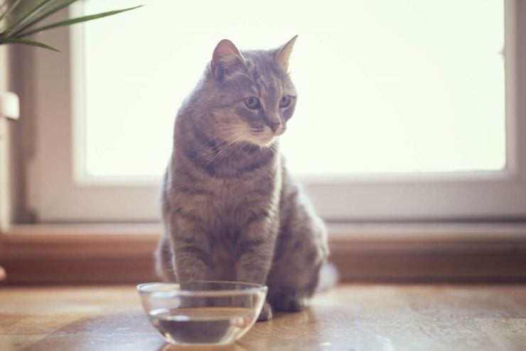 A cat is not drinking water from its bowl