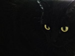 Cat's eyes glowing in the dark