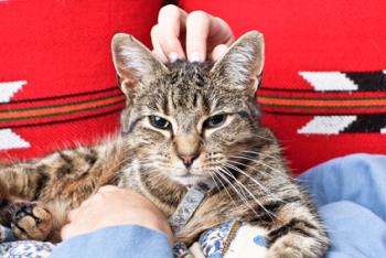 A tabby cat being stroked by a woman's hands