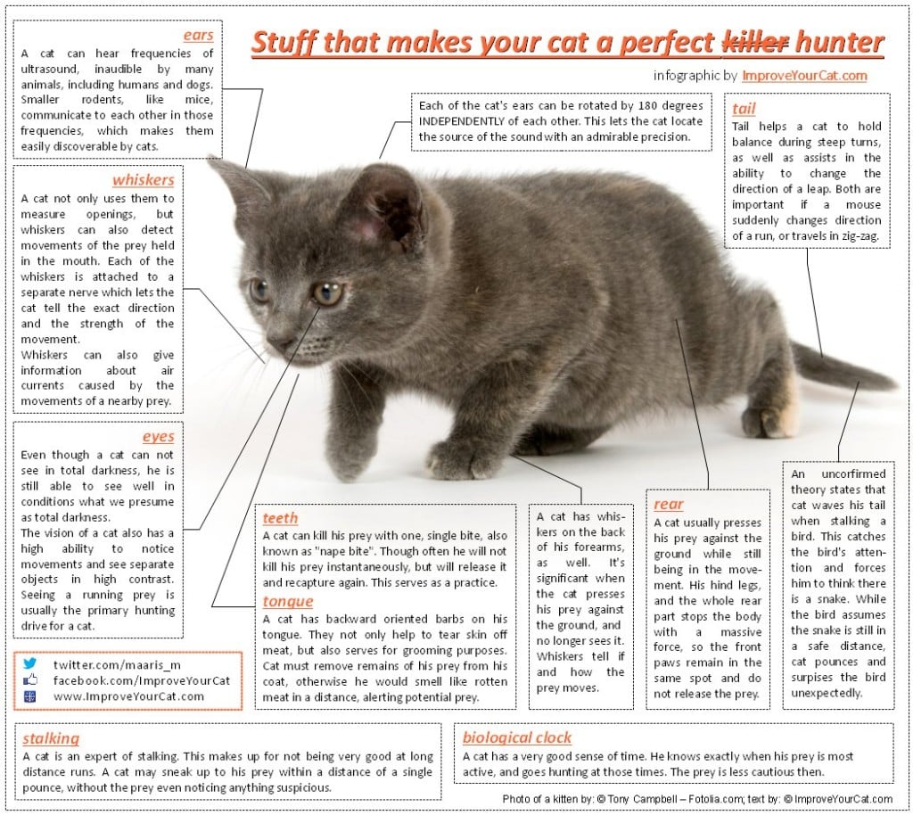 Stuff that makes your cat a perfect hunter - an infographic