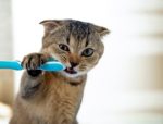 9 Myths About Domestic Cats