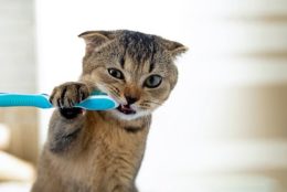 Cat brushing its own teeth