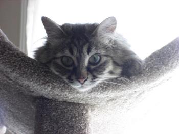 Grey cat laying on a cat tree