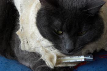 Cat measuring temperature