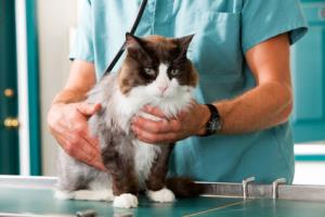 If your cat is dehydrated - visit a vet!