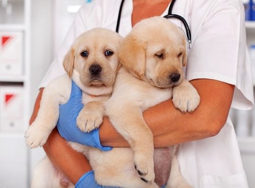 Two yellow labrador retriever puppies in the arms of a nurse