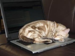 Cat napping on a laptop.