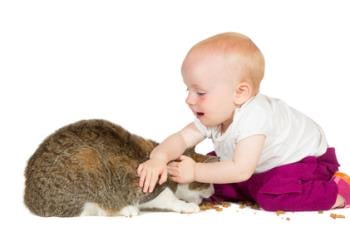 Adorable young baby playing with the family cat stroking and petting it learning to be unafraid of animals