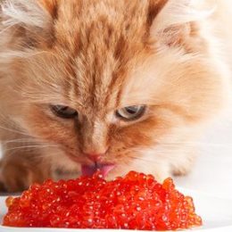 Is caviar the thing to look for in cat food?