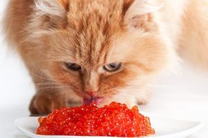 Is caviar the thing to look for in cat food?