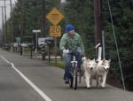 How to bike with your dog safely