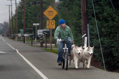 a man bikes with two dogs