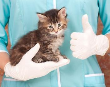 kitten at veterinary office