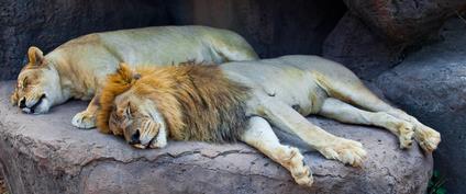 Two lions relaxing.