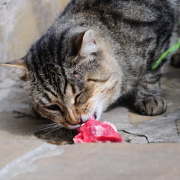 A cat eating raw diet - the best way to avoid litter box odor
