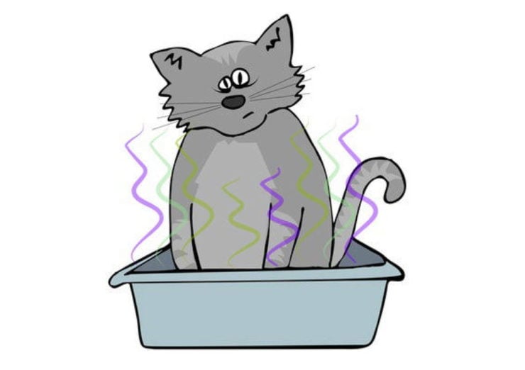 cat litter box odor