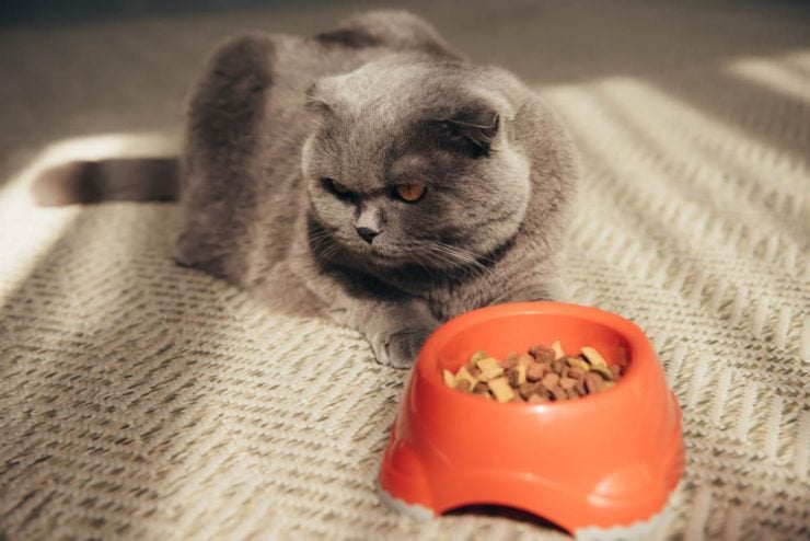 scotish fold cat not eating food